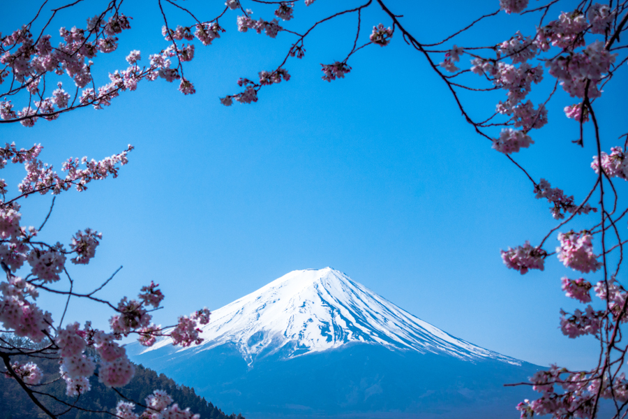 mt fuji covered in snow with cherry blossoms framing the foreground