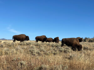 herd of bison grazing on grass at yellowstone national park