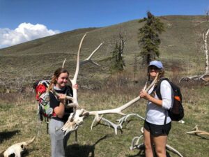 Yellowstone antlers