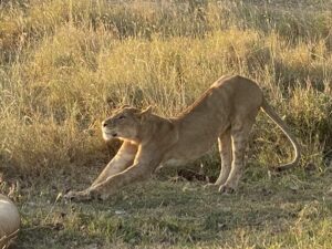 lioness stretching