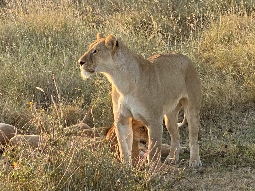 lioness